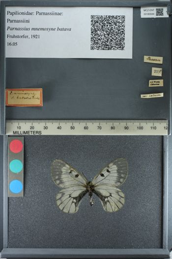 Media type: image;   Entomology 180044